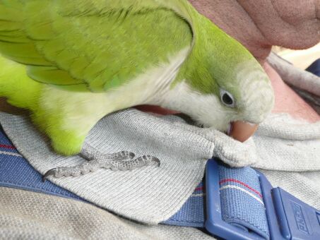 Die Vögelei in der Wandlampe