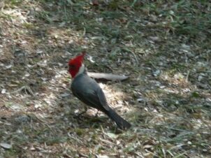 Vögelei in Paraguay