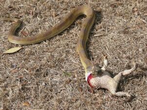 Wild Live in Paraguay