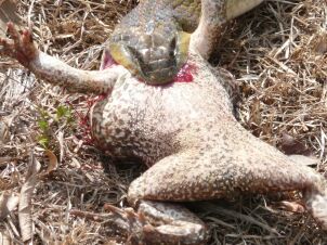 Wild Live in Paraguay