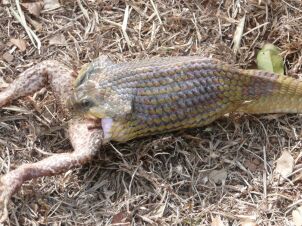 Wild Live in Paraguay