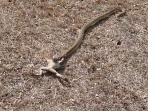 Wild Live in Paraguay