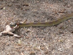 Wild Live in Paraguay