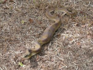 Wild Live in Paraguay