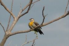 Vögelei in Paraguay