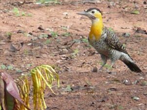 Vögelei in Paraguay