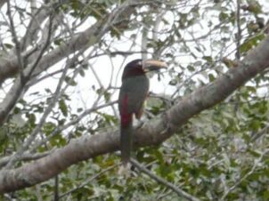 tukan-in-freier-wildbahn1