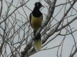 Vögelei in Paraguay