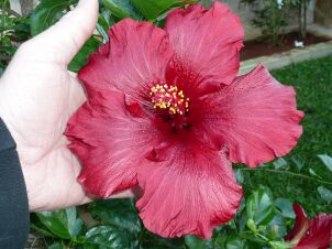 hibiskus