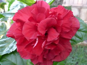 Pflanzen in unserem  Garten in Paraguay