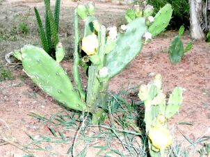 Pflanzen in unserem  Garten in Paraguay