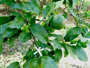Pflanzen in unserem  Garten in Paraguay