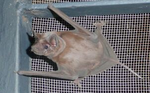 fledermaus fledermaus