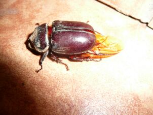 kaeferfrosch kaeferfrosch