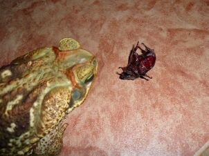 kaeferfrosch1 kaeferfrosch1