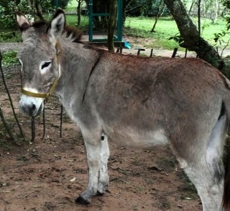 Papagei, Esel, Affe, Doggenbabys Paraguay