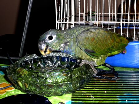 Papagei, Esel, Affe, Doggenbabys Paraguay