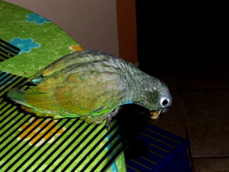 Papagei, Esel, Affe, Doggenbabys Paraguay