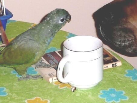 Papagei, Esel, Affe, Doggenbabys Paraguay