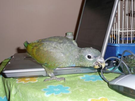 Auf Schultern getragen