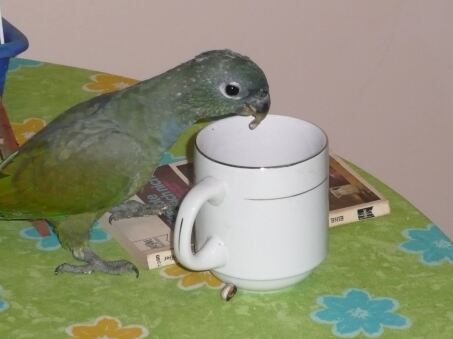 Auf Schultern getragen