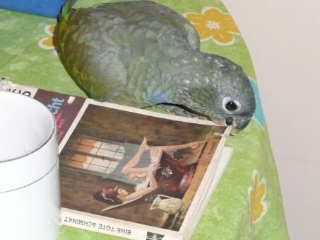 Auf Schultern getragen