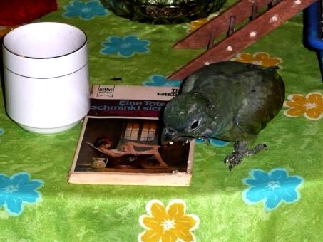 Auf Schultern getragen