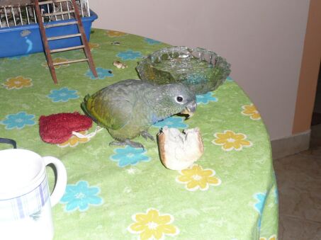 Auf Schultern getragen