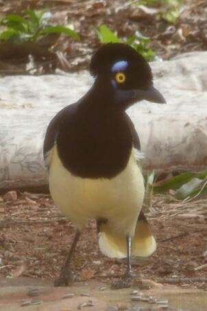 die Vögelei in Paraguay ist noch total in Ordnung