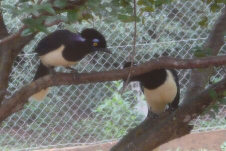 die Vögelei in Paraguay ist noch total in Ordnung