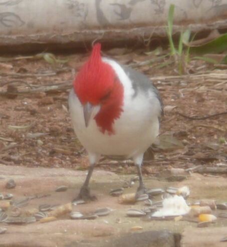 die Vögelei in Paraguay ist noch total in Ordnung