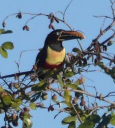 die Vögelei in Paraguay ist noch total in Ordnung