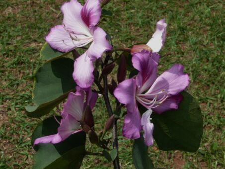 Frühling in Paraguay Herbst in Deutschland