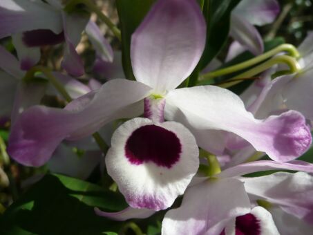 Frühling in Paraguay Herbst in Deutschland