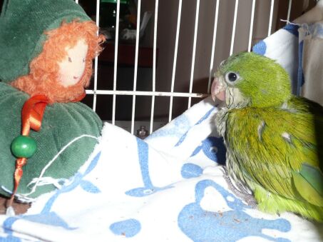 Ein Mönchsbaby,einfach Bilder,  Miss Altos Wahl am Wochenende