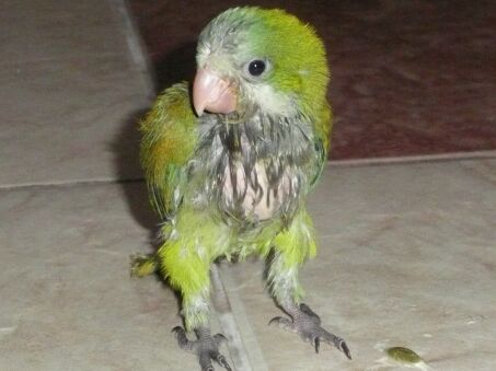 Ein Mönchsbaby,einfach Bilder, Miss Altos Wahl am Wochenende