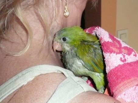 Ein Mönchsbaby,einfach Bilder,  Miss Altos Wahl am Wochenende