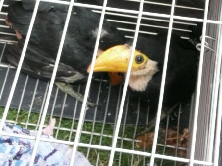 Tukanbabys Tukanbabys