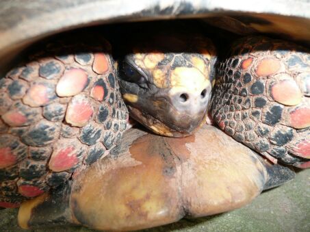 schildkroete03 schildkroete03