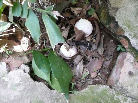 Ein Mönchsbaby,einfach Bilder,  Miss Altos Wahl am Wochenende