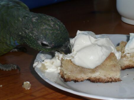 Papagei Fritzi und Schlumpi