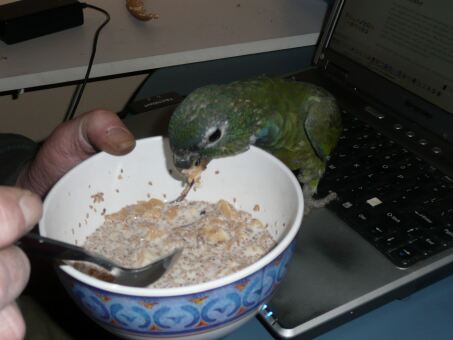 Papagei Fritzi und Schlumpi