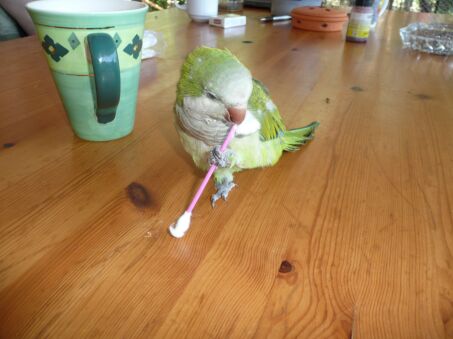 Papagei Fritzi und Schlumpi