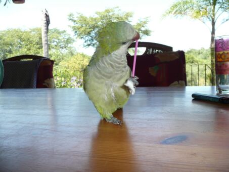 Frohe Ostern wünschen aus Paraguay