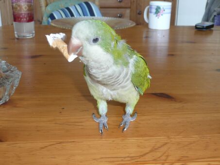 Papagei Fritzi und Schlumpi