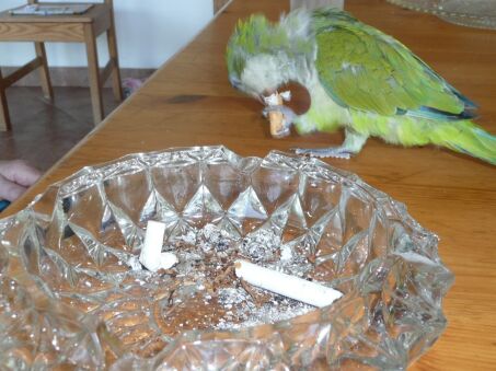 Papagei Fritzi und Schlumpi