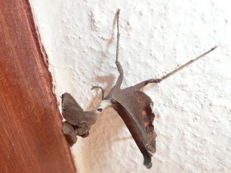 Frohe Ostern wünschen aus Paraguay