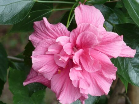 Frohe Ostern wünschen aus Paraguay