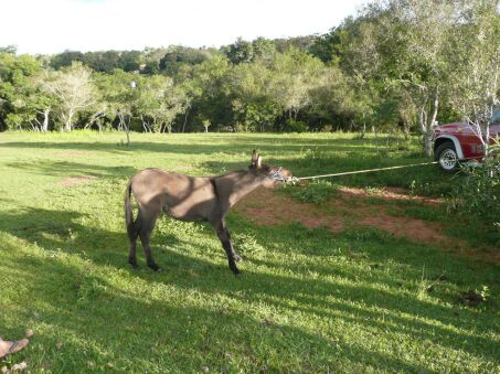 Nun sind Duffy und Jimmy da !!!!!