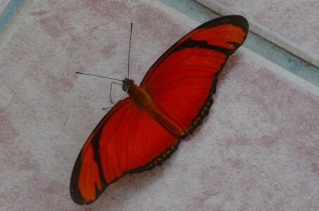 Schmetterling